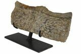 Rare, Fossil Aetosaur Scute - Chinle Formation, Arizona #148801-1